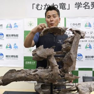 Mukawa Dragon or Kamuysaurus Japonicus puts Japan on the Global Dinosaur Map 006