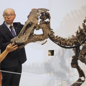 Mukawa Dragon or Kamuysaurus Japonicus puts Japan on the Global Dinosaur Map