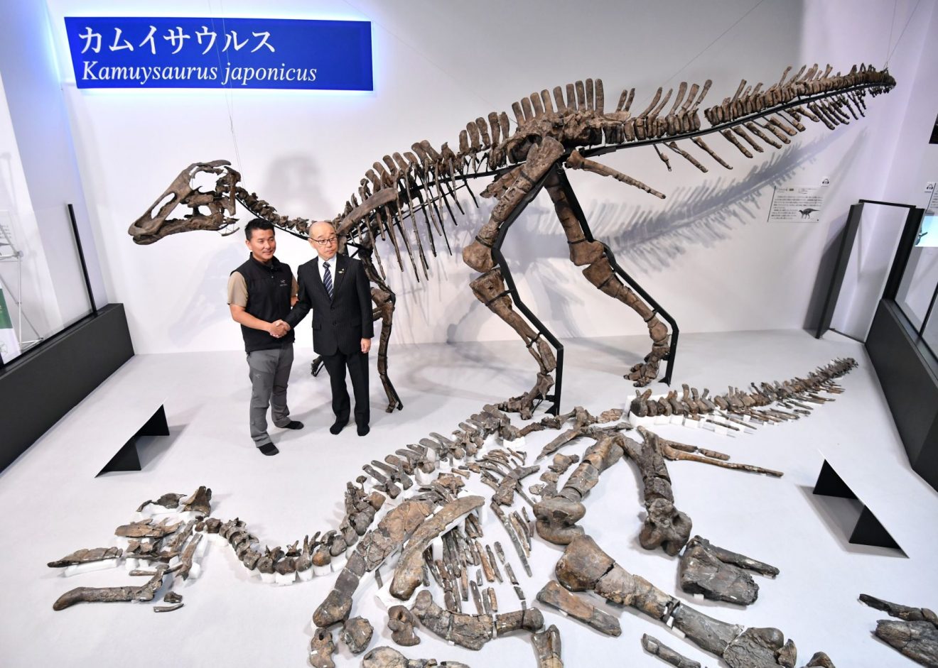 Discovery of ‘Kamuysaurus Japonicus’ Species Puts Japan on Global