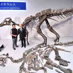 Mukawa Dragon or Kamuysaurus Japonicus puts Japan on the Global Dinosaur Map 012