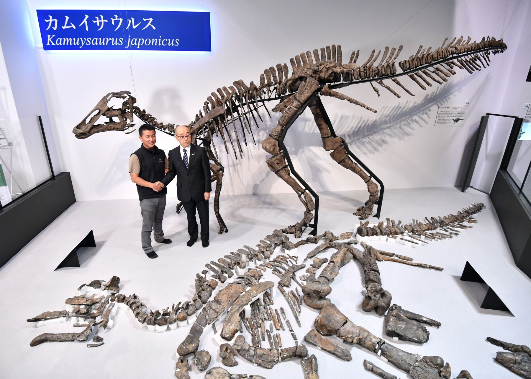 Mukawa Dragon or Kamuysaurus Japonicus puts Japan on the Global Dinosaur Map 012