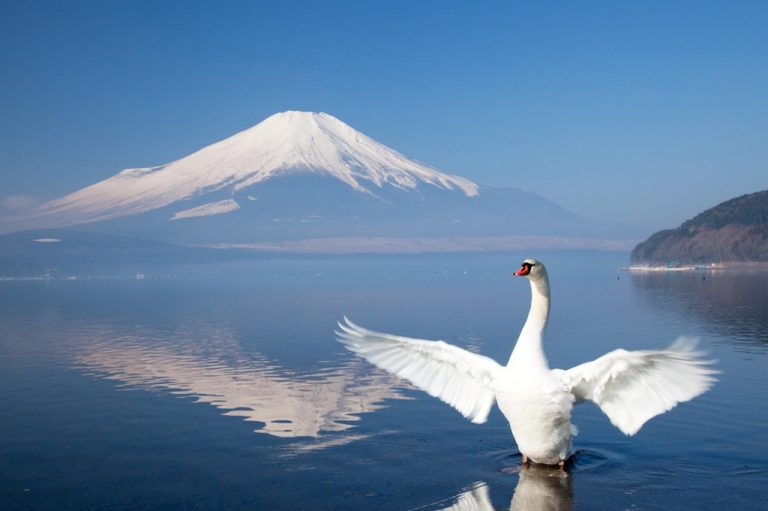 Soul of Japan Mout Fuji and Swan