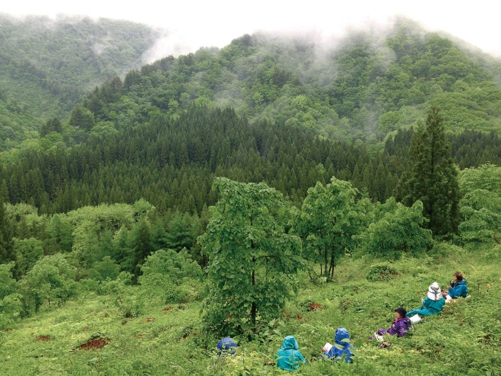 春のワラビ採り 「めぐる季節の山の暮らし」-- 大滝ジュンコ