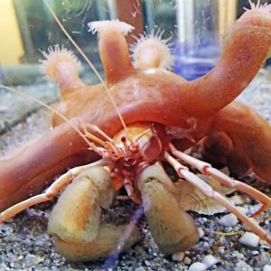 New species Alien-like Zoantharia in Mie Prefecture