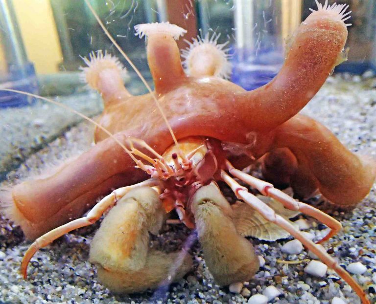 New species Alien-like Zoantharia in Mie Prefecture