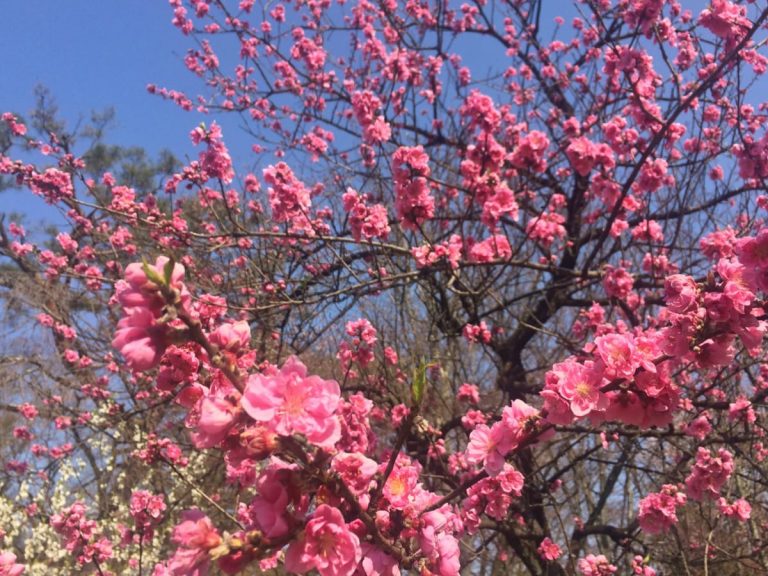 Cherry Blossom, Ume, Peach can you tell them apart