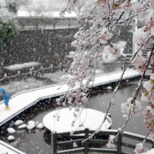 PHOTOS | Record-Late Snow, in Spring, Covers Tokyo | JAPAN 