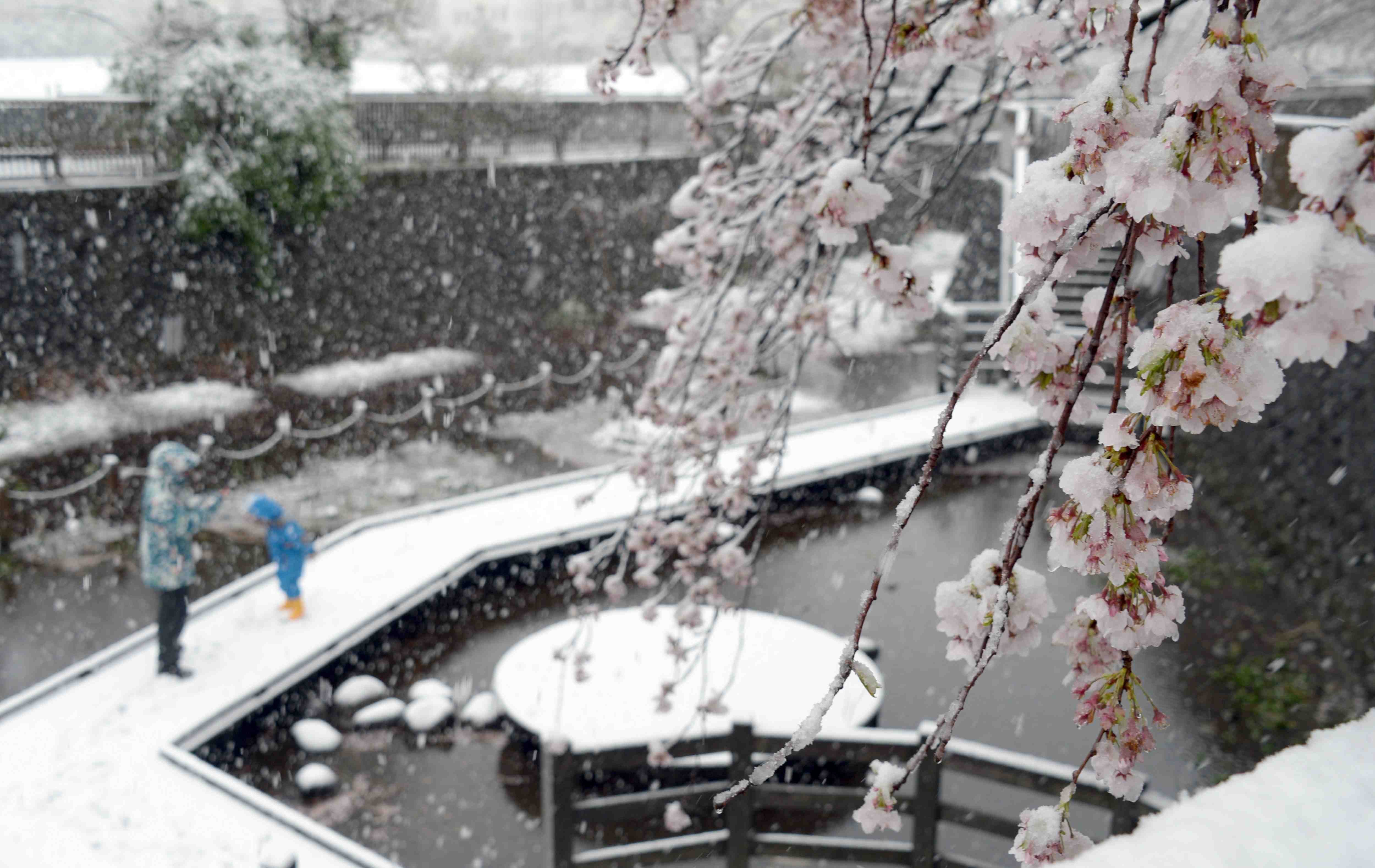 Weatherwatch: Tokyo experiences rare late-March snowfall