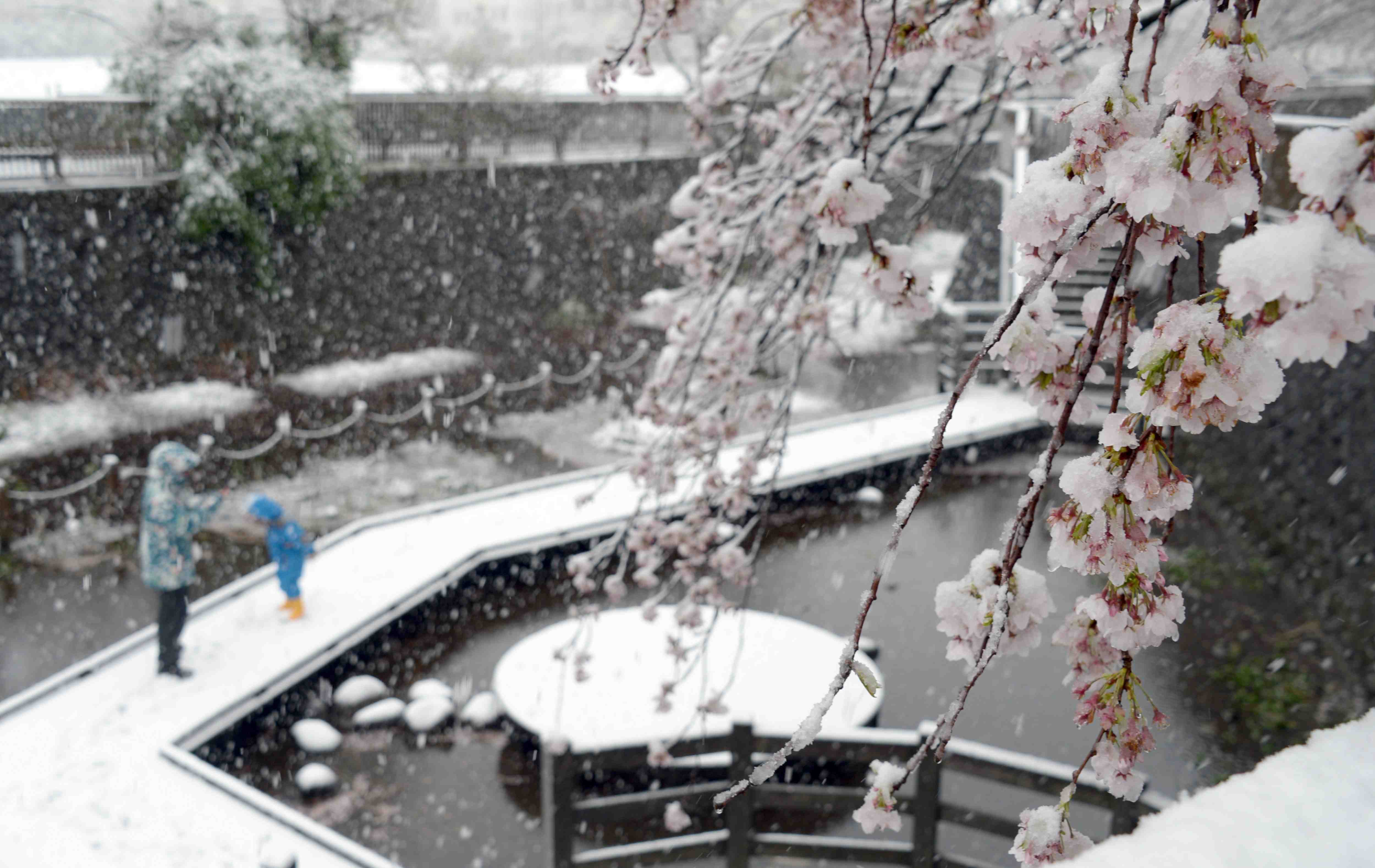 PHOTOS RecordLate Snow, in Spring, Covers Tokyo JAPAN Forward