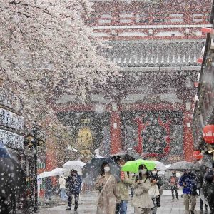 Weatherwatch: Tokyo experiences rare late-March snowfall