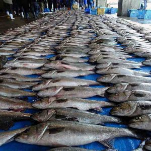 Japanese Food Import Restriction Fish and Seafood 002