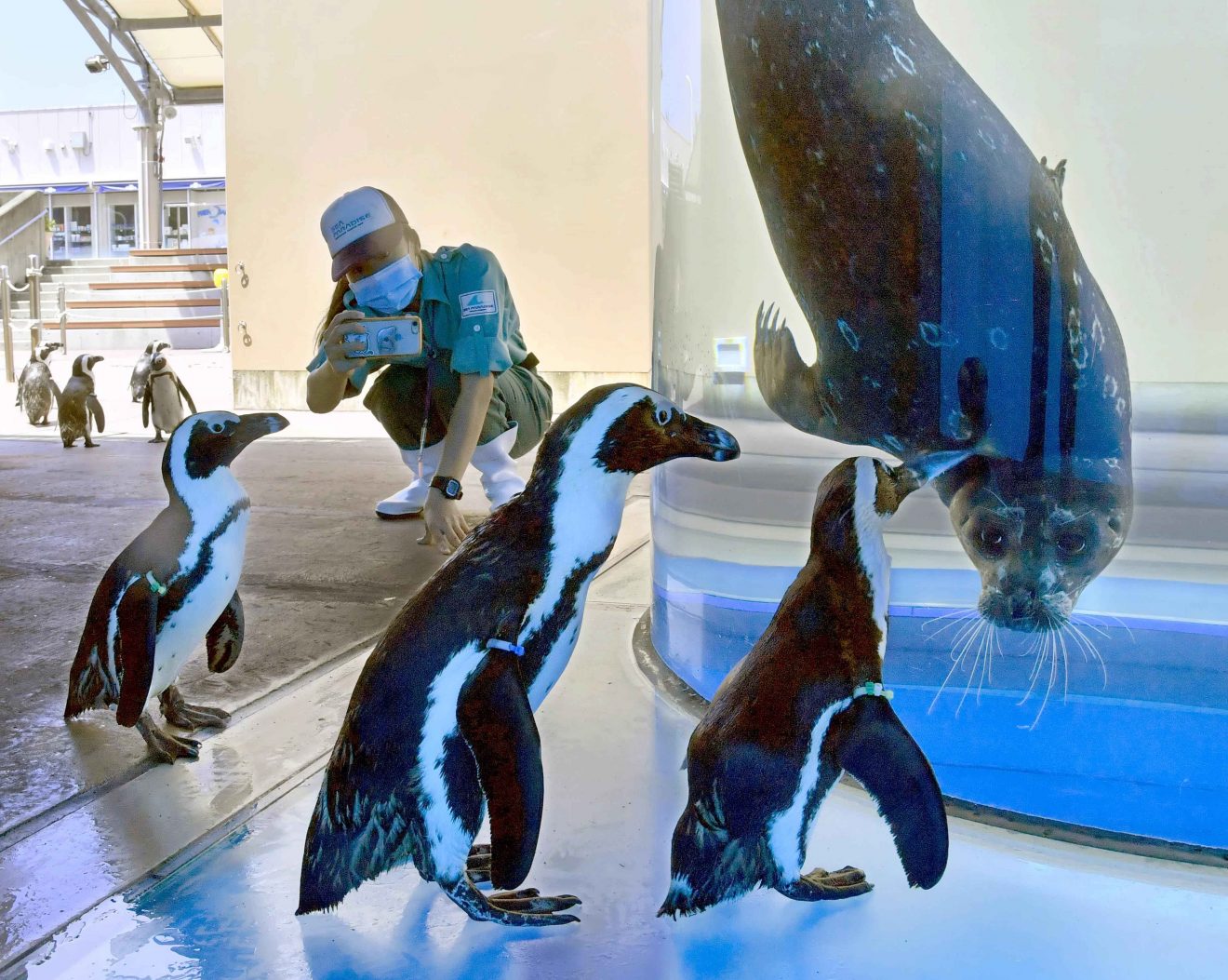 [Hidden Wonders of Japan] Penguins Roam Free in Deserted Yokohama