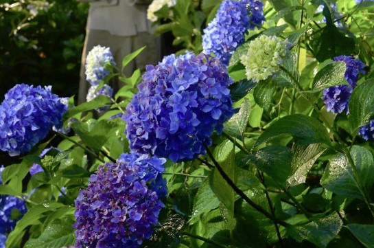 Image of Hydrangea Starfield Digital Art