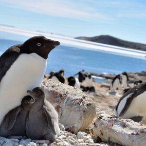 Antarctic Adelie penguins 001