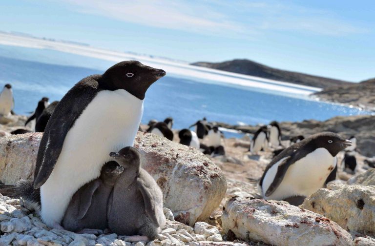 Antarctic Adelie penguins 001