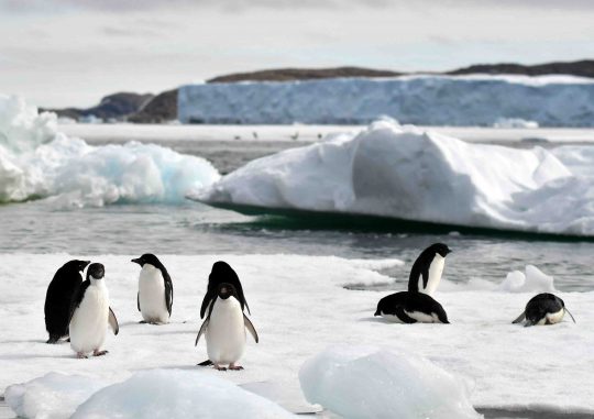 Antarctic Penguins Possibly Breed Better in the Wake of Global Warming ...