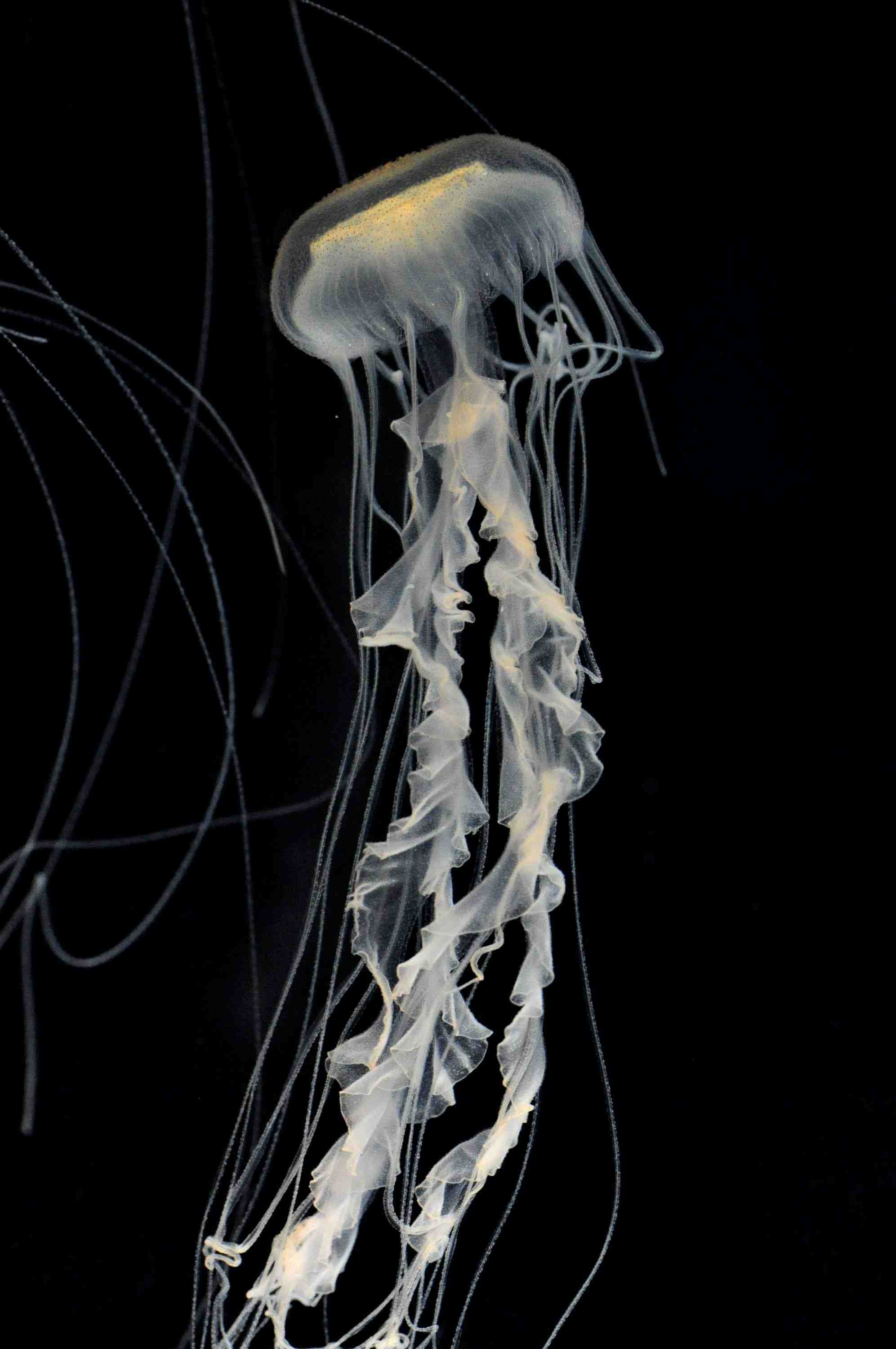Jellyfish Boom in Japanese Aquariums 004 JAPAN Forward