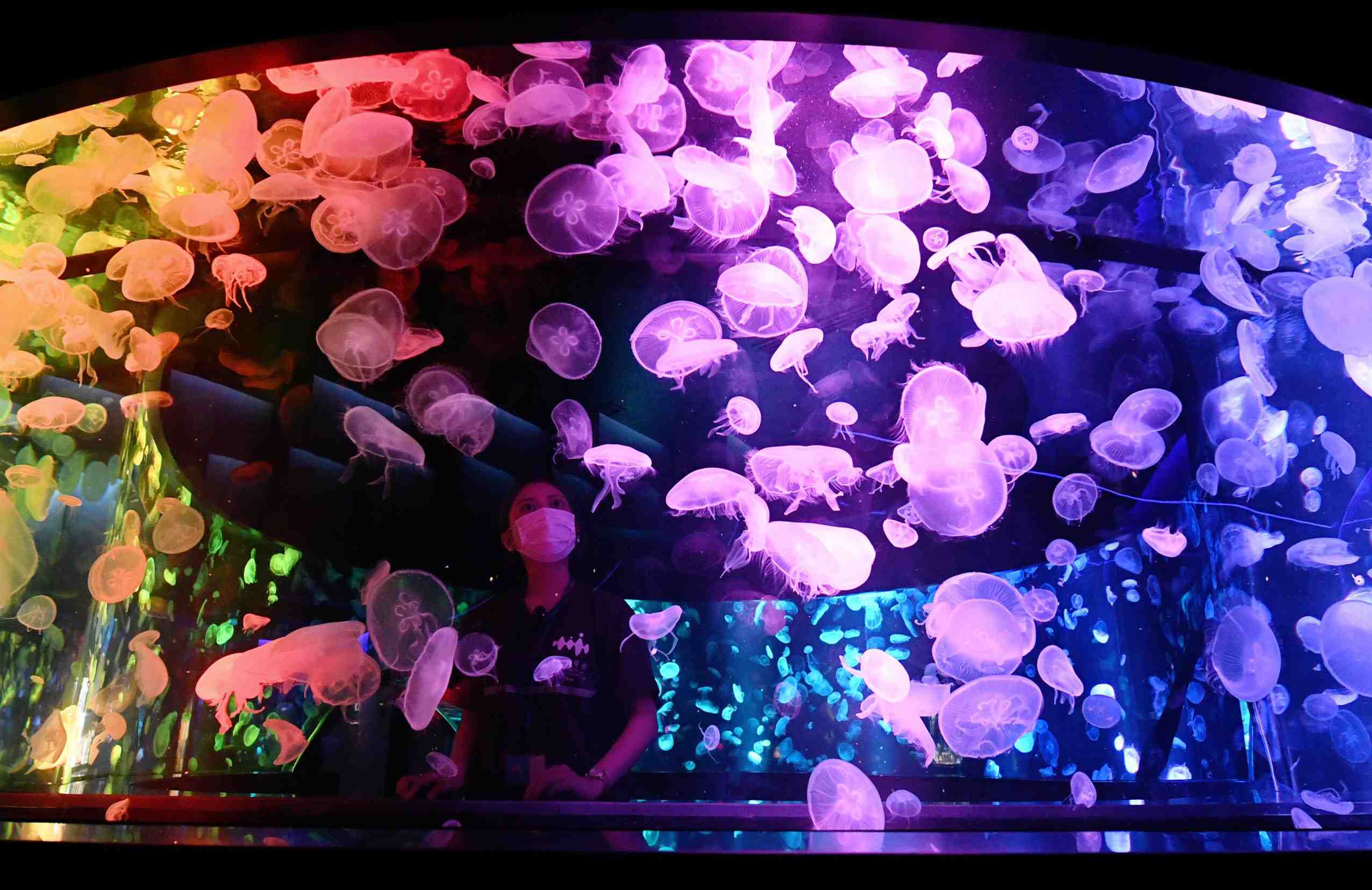 Jellyfish Boom In Japanese Aquariums 023 | JAPAN Forward