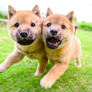 Two San'in Shiba-inu dogs puppy siblings 001