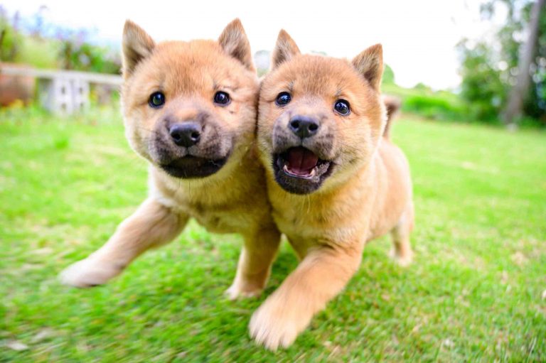 Two San'in Shiba-inu dogs puppy siblings 001