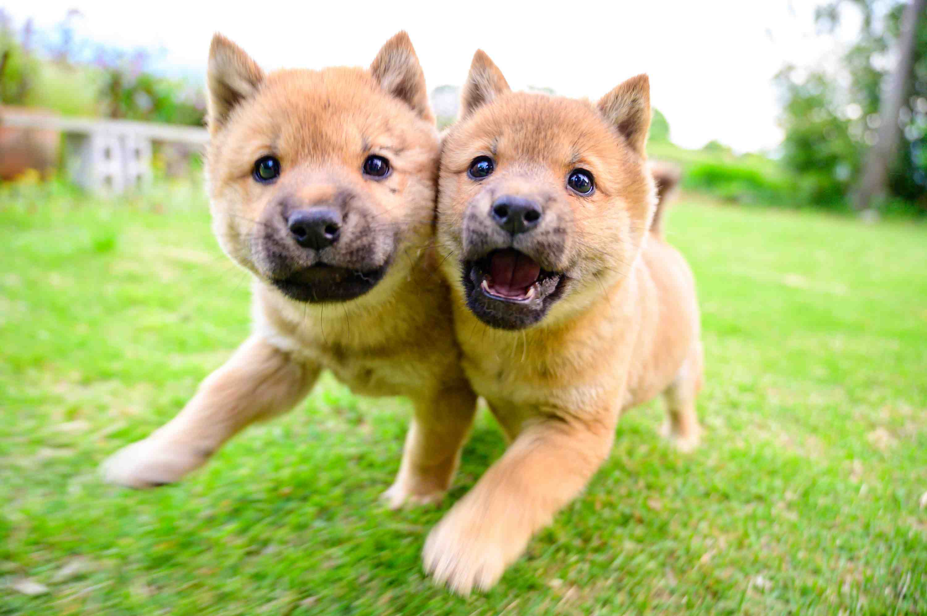 顔くっつけ走る 奇跡の一枚 山陰柴犬の兄妹新たな旅立ち Japan Forward