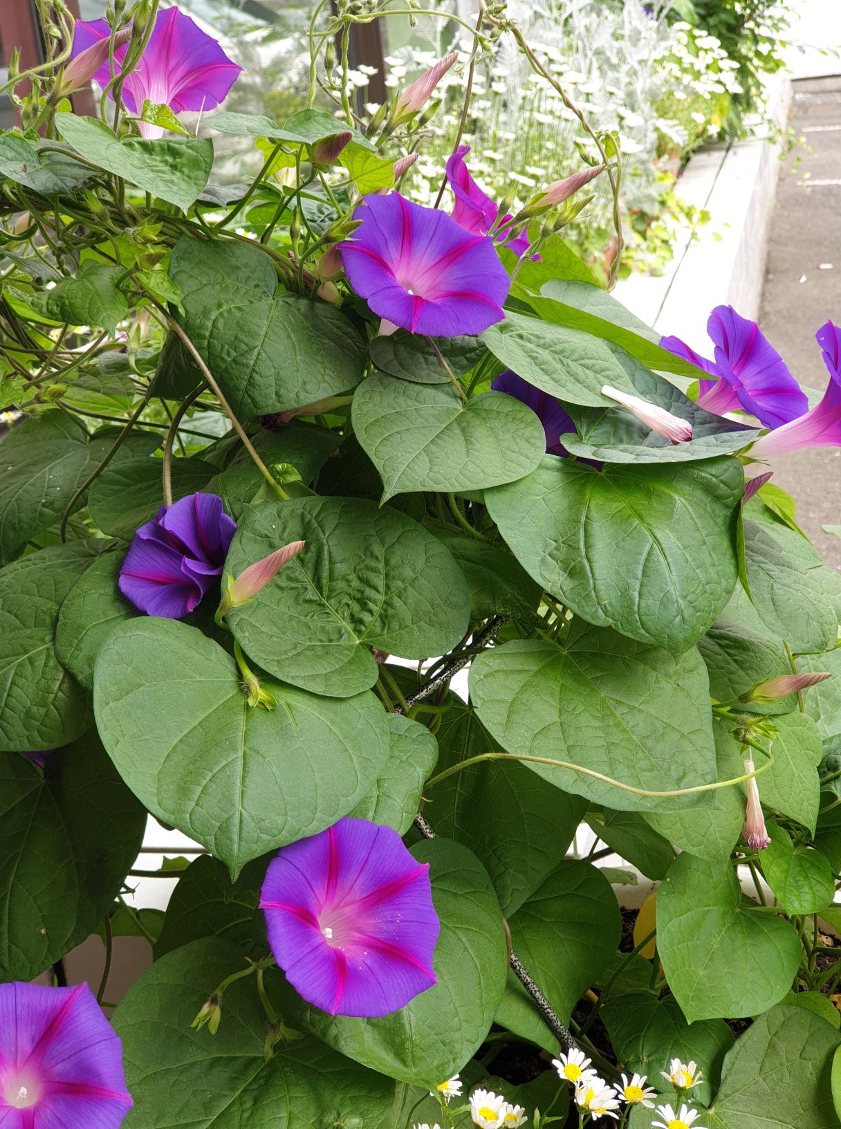 Mesh Strand Gardening Net Flower Vegetable Morning Glory Vine