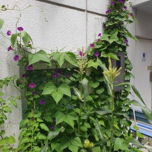 20200714_113230 Tandler Morning Glory and Corn Sapporo Garden