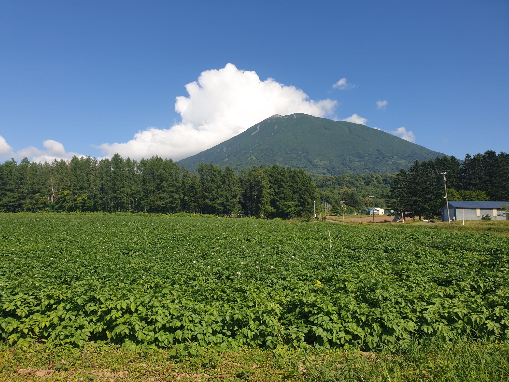 20200730_150418 Potato farm JAPAN Forward