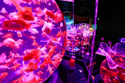 Hidden Wonders of Japan] Enjoy 30,000 Goldfish in a Dreamy Art