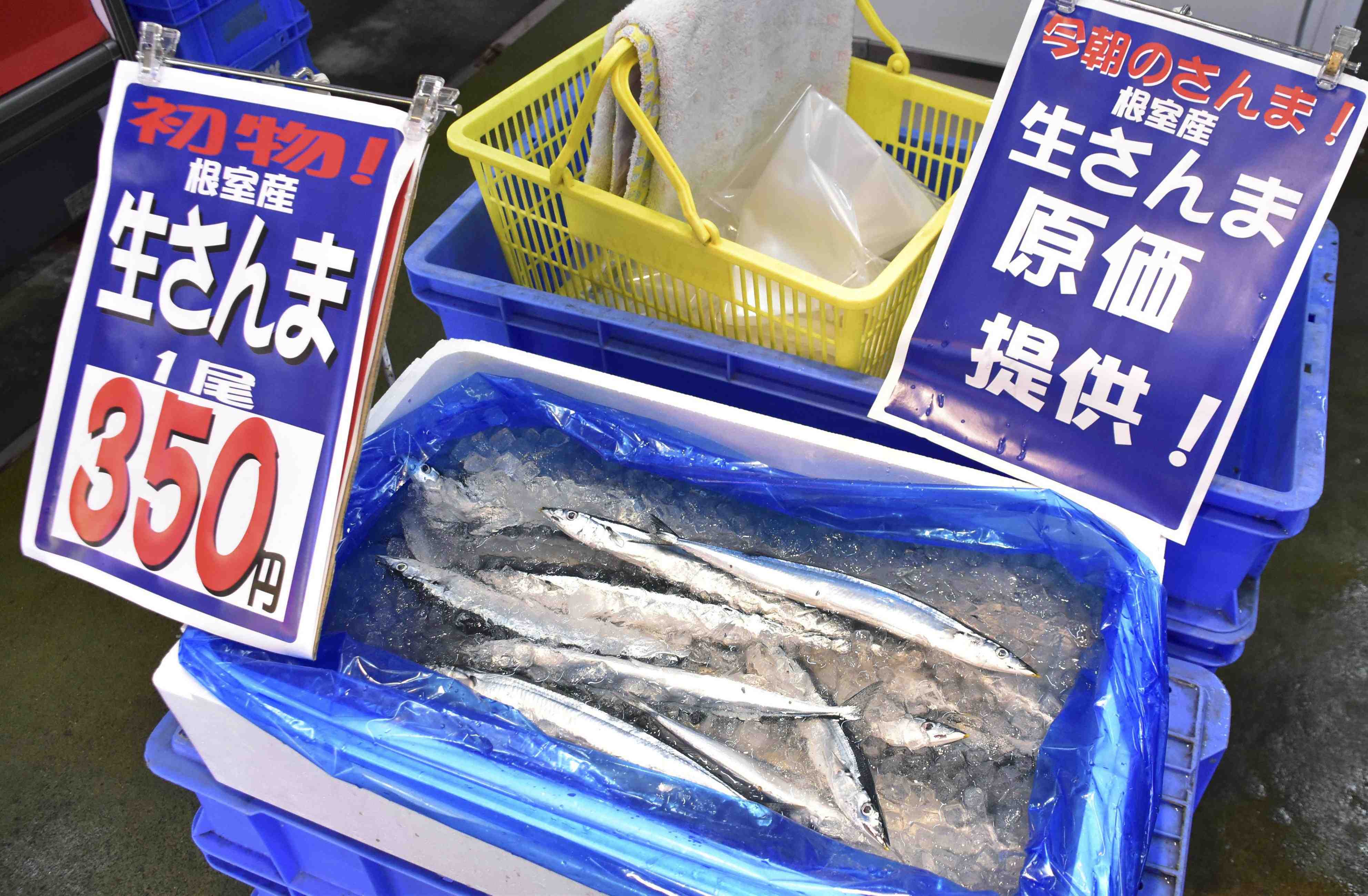 Pacific Saury Depletion 002