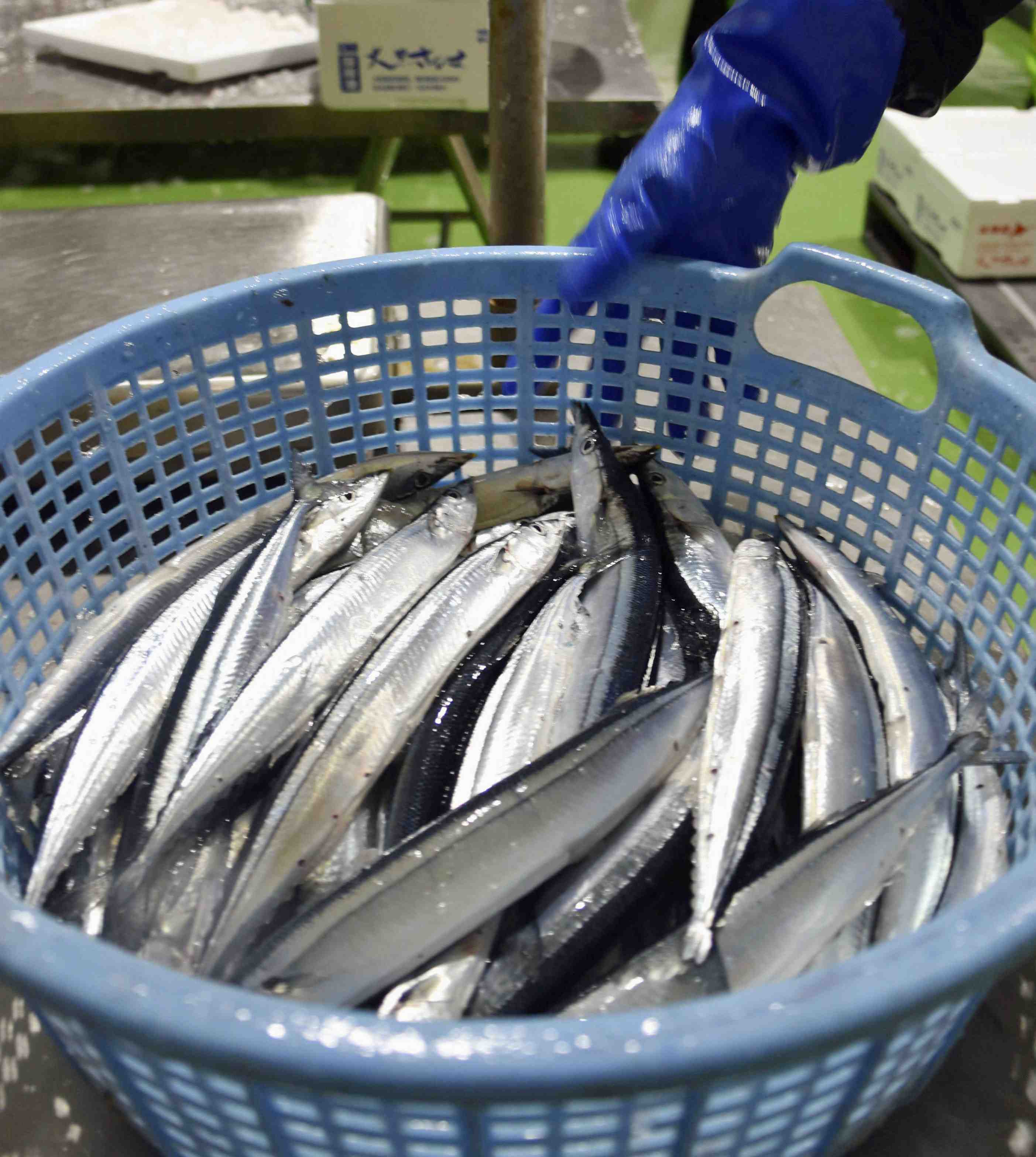 Pacific Saury Depletion 003