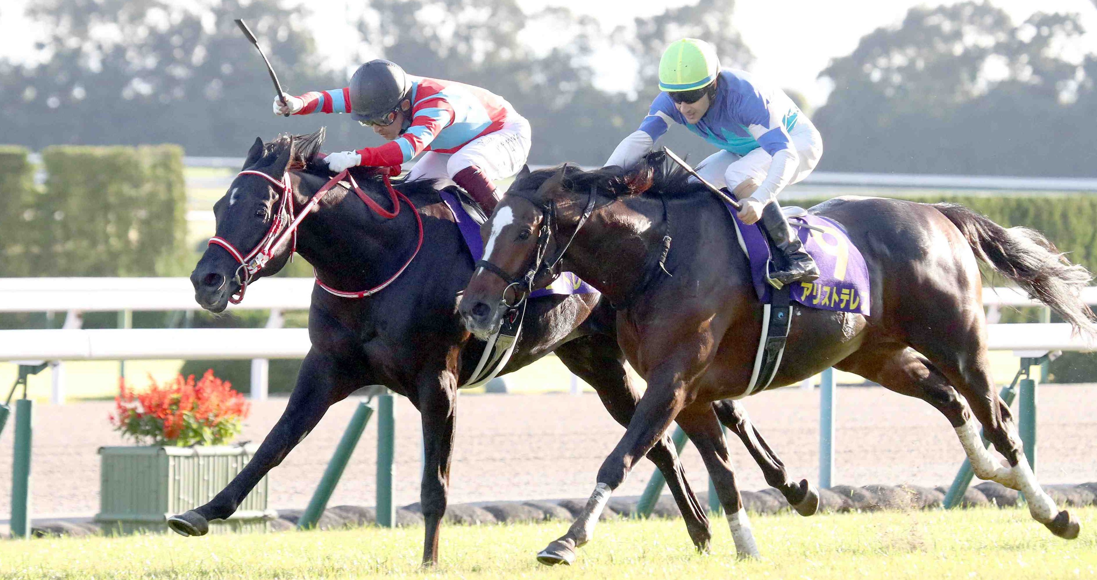 [HORSE RACING] Contrail Wins Kikuka Sho, Joins Father Deep Impact as