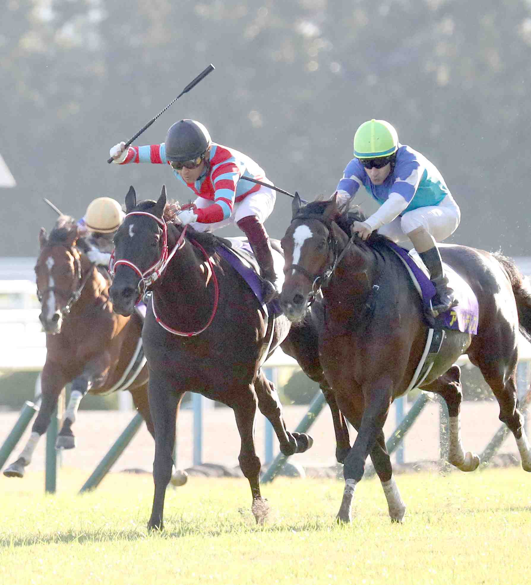 Horse Racing Kikkasho Triple Crown Winner Contrail
