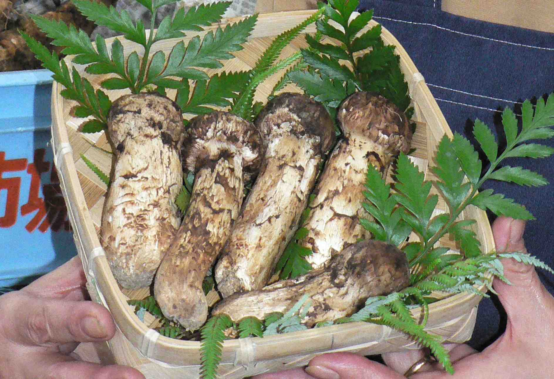 Matsutake Japanese mushroom 001