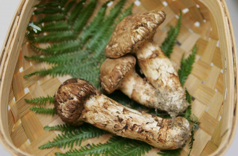 Matsutake Japanese mushroom 002