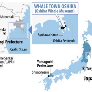 Overcoming Earthquakes And International Pressure How Oshika Whale Land Was Rebuilt Japan Forward Overcoming Earthquakes And International Pressure How Oshika Whale Land Was Rebuilt Japan Forward