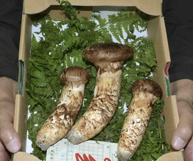 Mushroom in Japan Matsutake 001