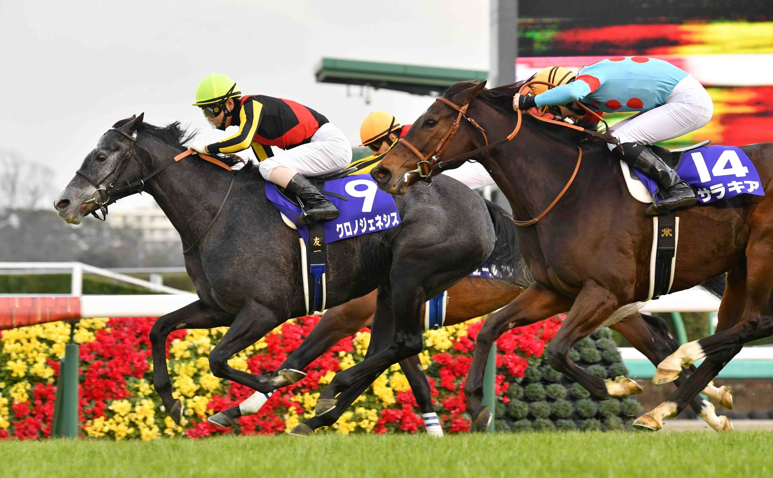 Korean Horse Racing Odds