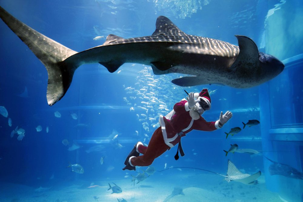 hidden-wonders-of-japan-santa-claus-dives-christmas-greetings-to