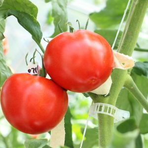 Genome-edited Tomato 002