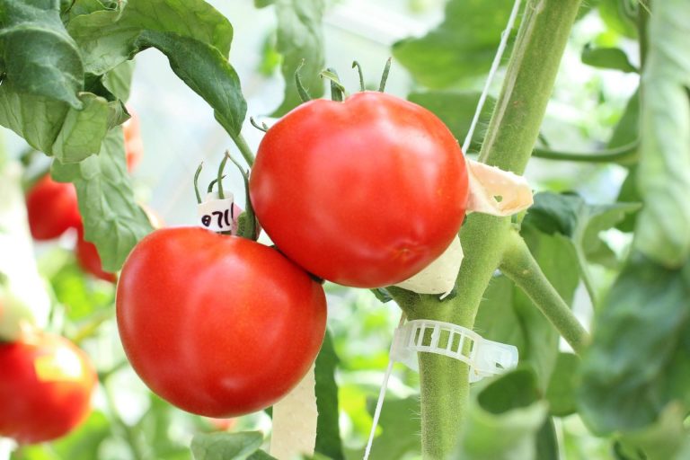 Genome-edited Tomato 002