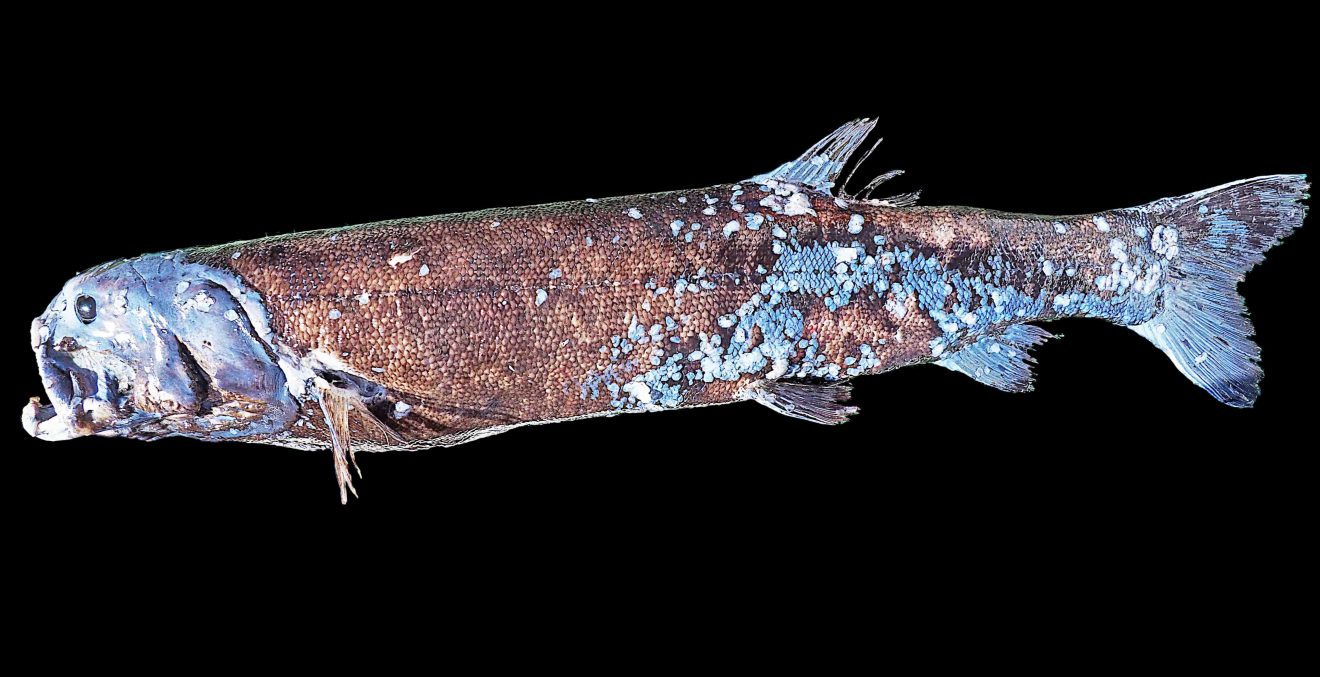 [Hidden Wonders of Japan] There Are 'Yokozuna Sardines' in Japan's