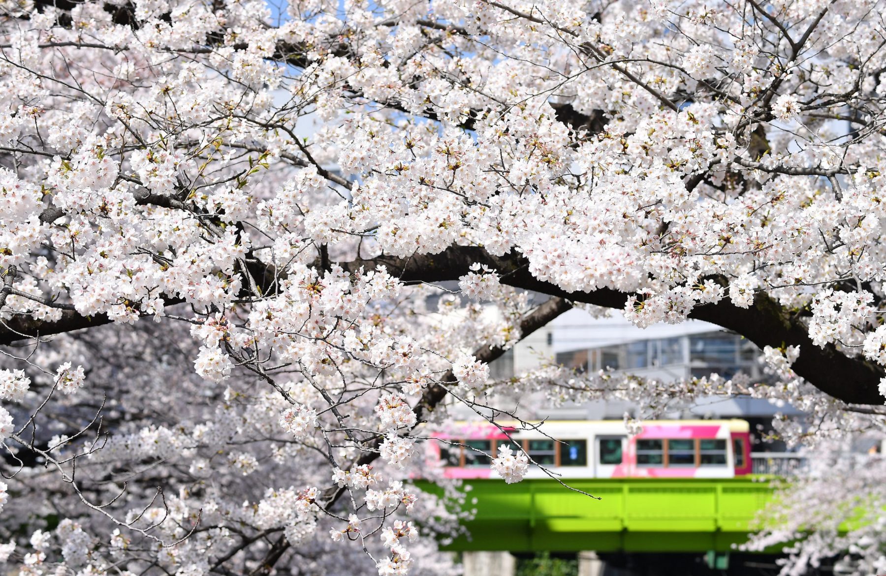 Hanami: Beat the Crowds with These Lesser-Known Sakura Spots in Tokyo |  JAPAN Forward