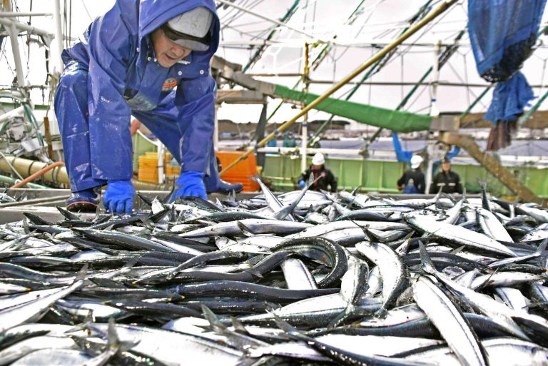 Pacific Saury Samma 004