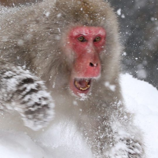 [Hidden Wonders of Japan] Waiting for Spring In Jigokudani Snow Monkey ...