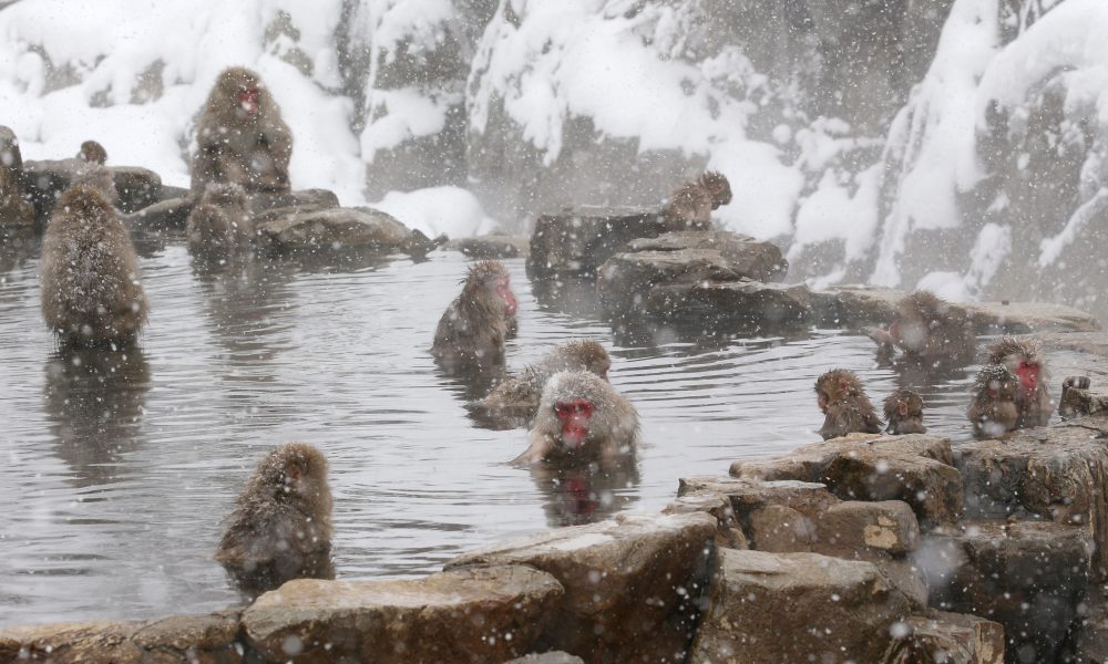 [Hidden Wonders of Japan] Waiting for Spring In Jigokudani Snow Monkey ...