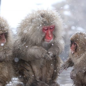 Snow Monkeys Nagano