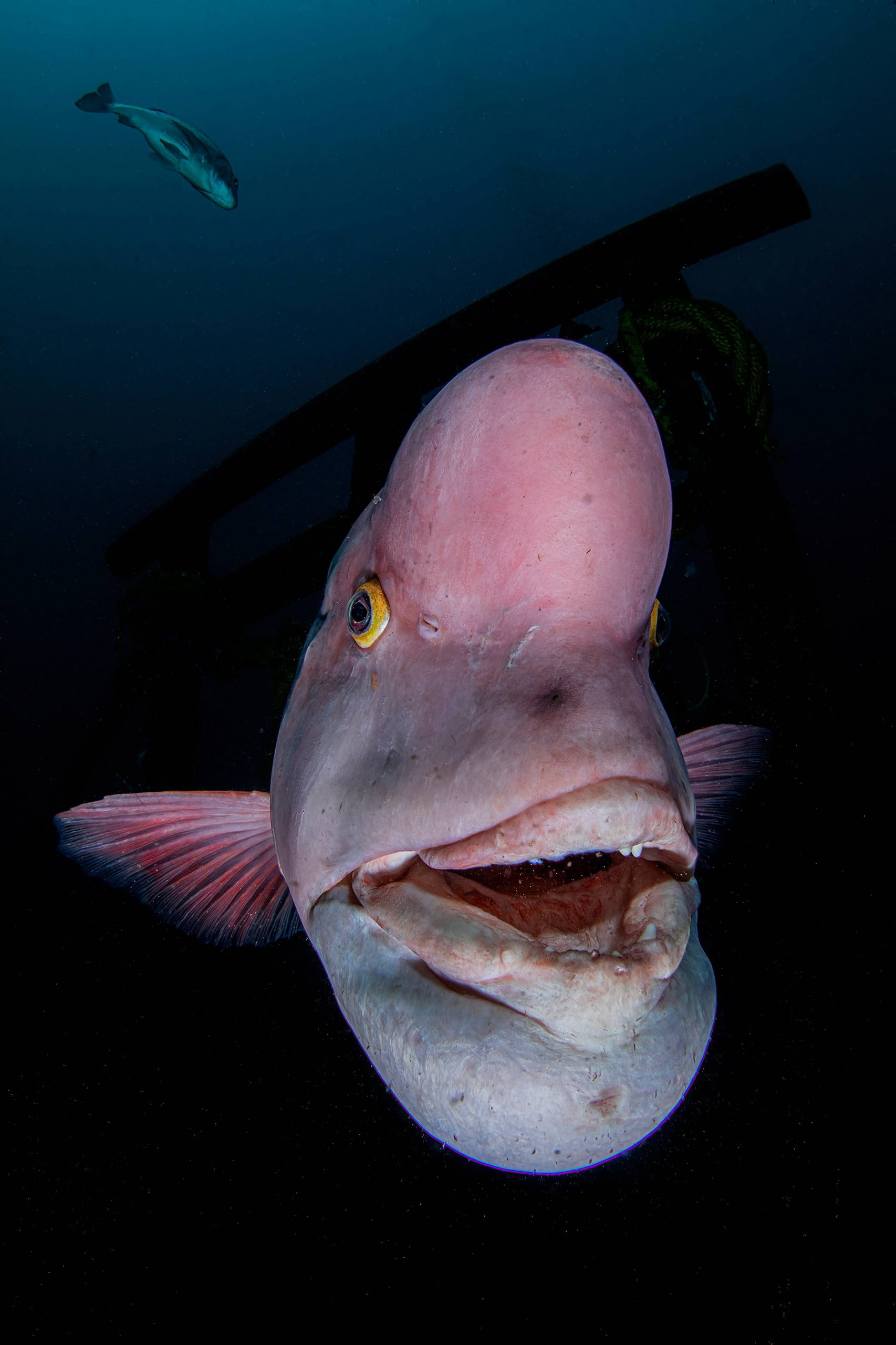 Ryohei Ito is 1st Japanese to Win Int’l ‘Underwater Photographer of the Year’ Contest