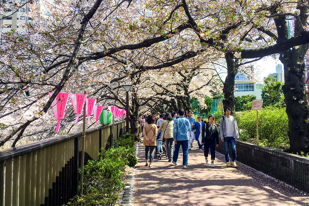 Don't Miss Tokyo's Dreamiest Cherry Blossom Spot: Meguro River