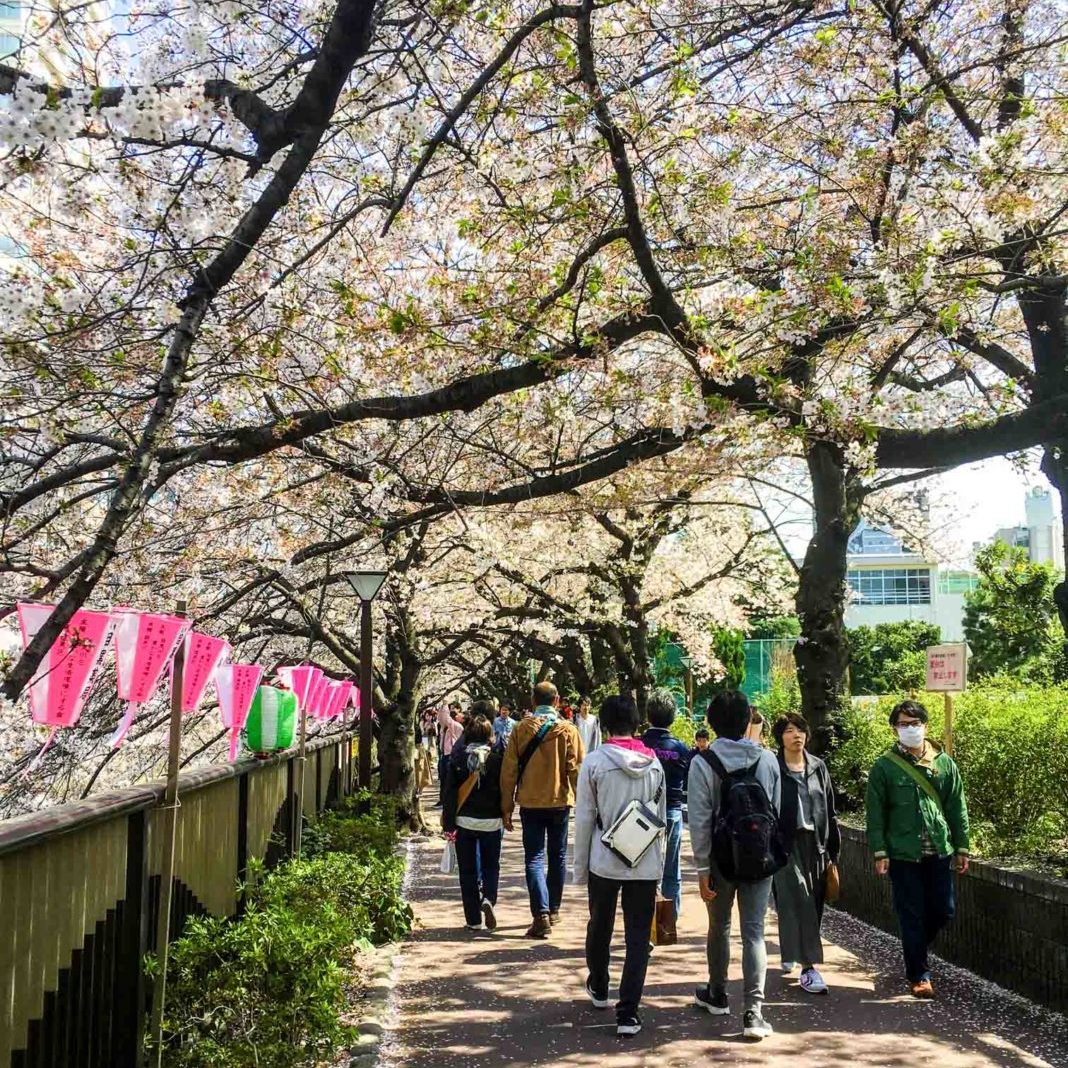 Ms cherry blossoms Don T Miss Tokyo S Dreamiest Cherry Blossom Spot Meguro River Japan Forward
